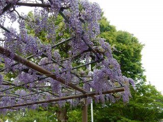 The hanging blossoms.