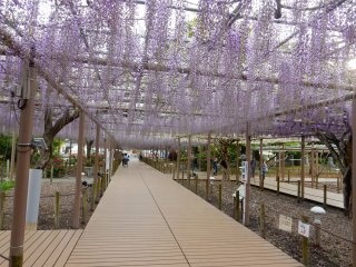 Wisteria, or fuji flowers, often appeared on Japanese art and literature.
