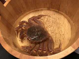 Live hairy crab