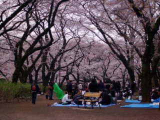 The branches of the cherry blossom trees are like a roof for the people below