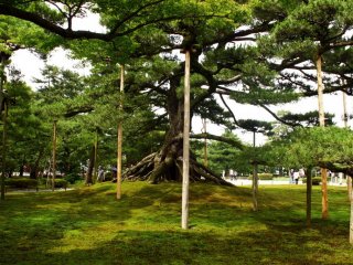 Wooden poles support the weight of this tree's branches, and are a feature in their own right.