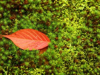Simplicity: a red leaf lies on a bed of moss.