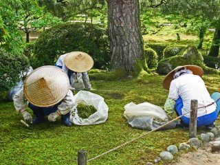 Women painstakingly pick weeds from the mossy lawn, shielded from the sun by their large hats.