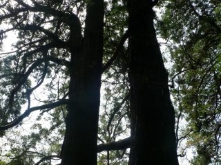 An 800 year old Taro cedar tree