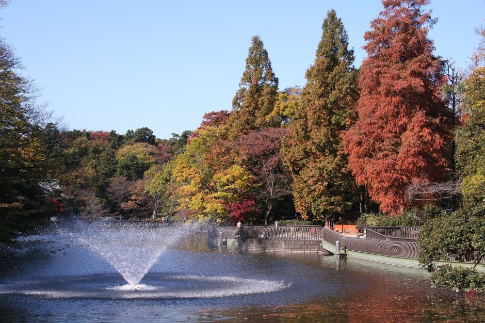 Inokashira Park - Autumn