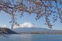 Cherry Blossoms around Mount Fuji