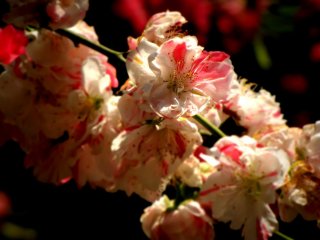 Late blooming cherry blossoms (ichiyo) are also a common sight here