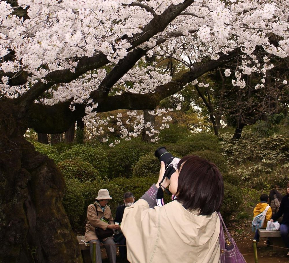 Great spots for sakura snaps in the surrounding garden are plentiful