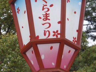 The Sakura Festival lanterns are lit up at night. They are supposed to be very beautiful; however, I had to return to Tokyo before that