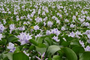 Hyacinth field at the end of season in October