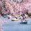 Top 20 Cherry Blossom Spots in Japan