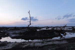 A solitary tree remains standing in the aftermath 