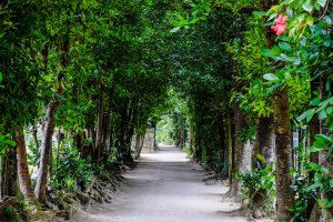 Beautiful fukugi trees line the pathways of Bise Village