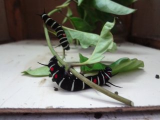 The garden also takes you through the lifecycle of these insects, from caterpillar to chrysalis to full adult butterfly
