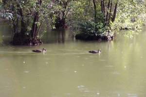 Some of the birds of Sanpoji Pond