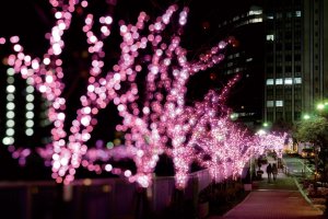 Pretty pink illuminations at Meguro River