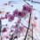 Nago Cherry Blossom Festival 2025