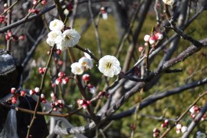 A white plum blossom variety