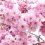 Atami Castle Cherry Blossom Festival