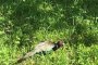 The Green Pheasant - Japan's National Bird