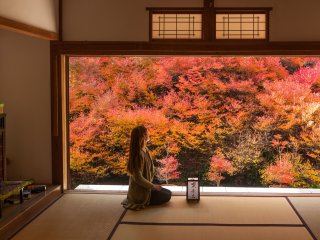 Amazing colors of Japanese enkianthus (Doudan-tsutsuji)