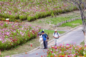 Hokkaido's Taiyo-no-Oka Engaru Park has a range of different cosmos varieties planted