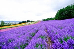 Hokkaido: Top 10 Things to Do