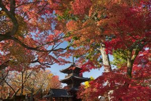 Shinnyo-do's pagoda makes a great silhouette against the foliage