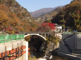 The momiji by the Nagatoro-bashi, the entrance to the gorge