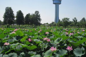 Colorful lotus flowers in bloom with the observation tower in the background
