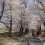Akagi Nanmen Cherry Blossom Festival 