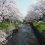 Iwakura Cherry Blossom Festival 2025
