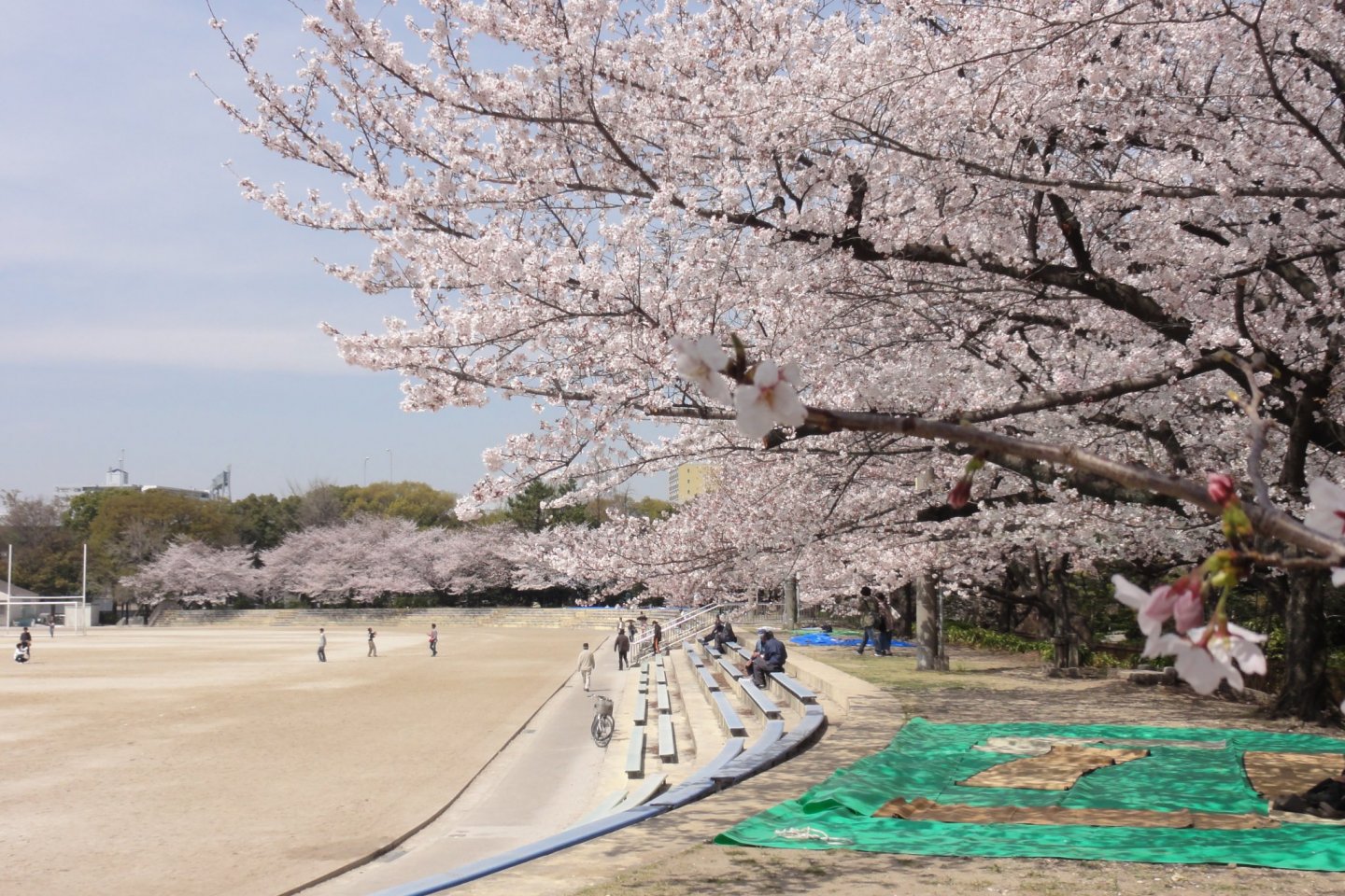 Beautiful blooms at Aichi\'s Tsuruma Park