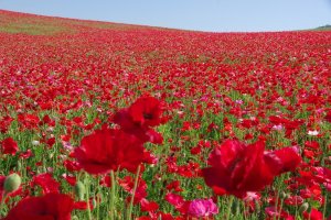 The number of poppies have to be seen to be believed