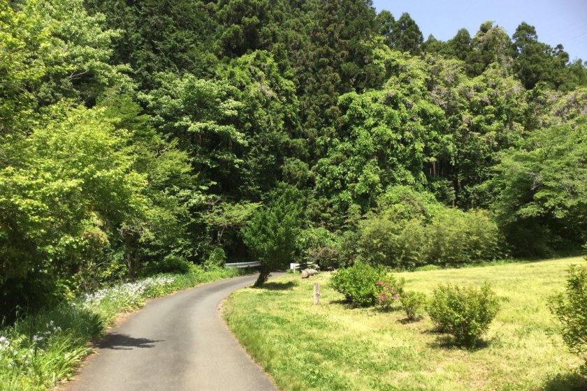 The road to Gojo Falls