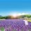 Lavender Season at the Tambara Lavender Park 2024