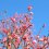 Odawara Flower Garden Plum Festival 2025