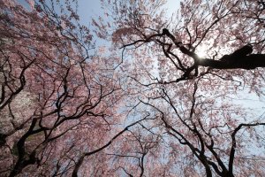 Jindai Botanical Garden Sakura Festival