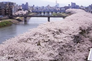 Fukui Cherry Blossom Festival