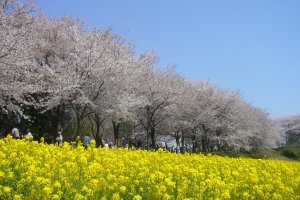 Sakura and nanohana on display at Ridge Green Road