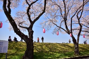 Fussa Sakura Festival