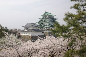 Nagoya castle in spring