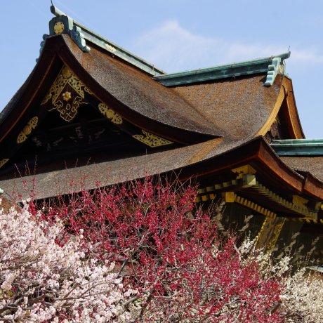 Đền Kitano Tenman-gu ở Kyoto