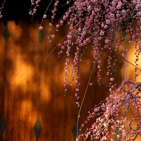 Цветение сливы в Дзёнан-гу в Киото