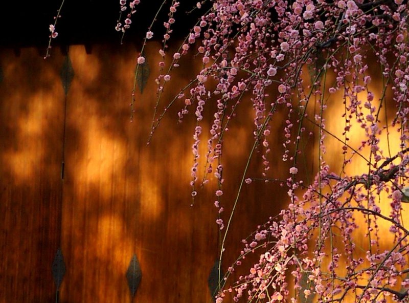 <p>Trailing sprays of pink weeping plum</p>