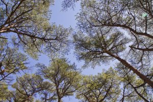 La canopée des pins rouges japonais laissent passer quelques rayons de soleil 