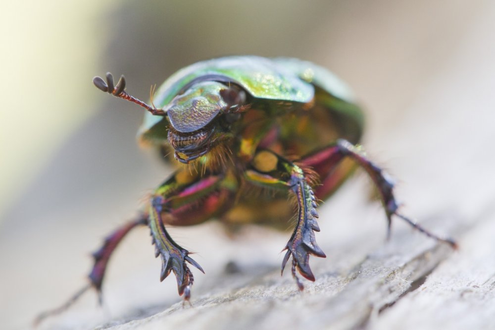 An earth-boring scarab beetle, likely an&nbsp;oosenchikogane&nbsp;(Geotrupes auratus auratus), soaks in the autumn sunshine