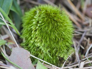 This cute ball of bright green appears to have two kinds of moss, with the majority probably&nbsp;Scott&rsquo;s fork-moss (Dicranum scottianum)