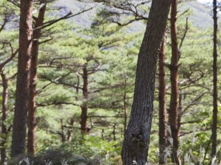 霧島の日本赤松が優雅な木陰を作っている。根元の赤い皮をよく見れば、一目で赤松と分かる
