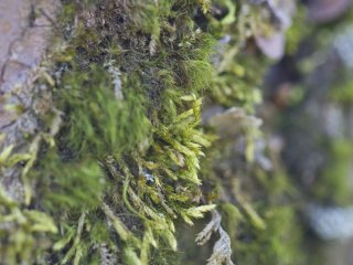 A variety of mosses can be found here